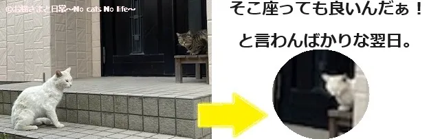 野良猫2匹の距離感