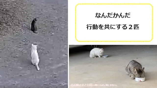 行動を共にする２匹の猫