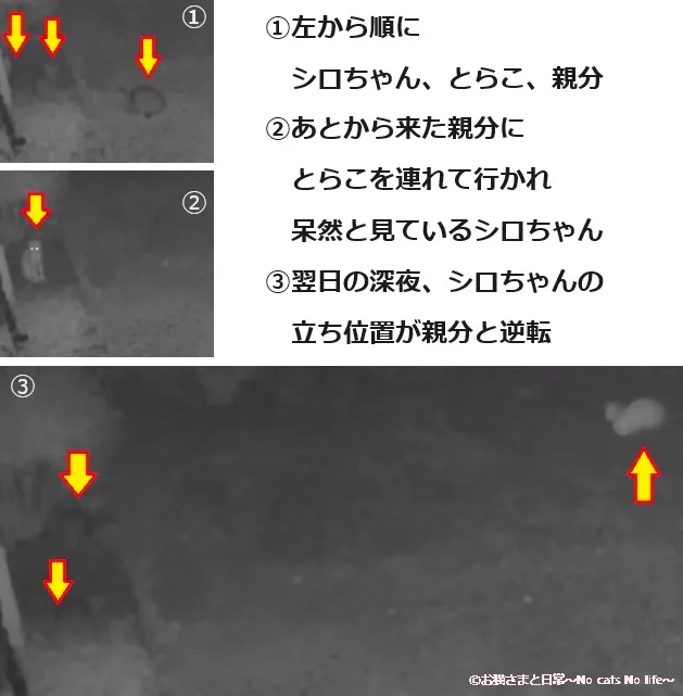 見守りカメラに写る、深夜の野良猫たち