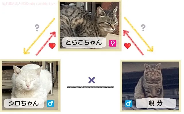 野良猫の三角関係の図