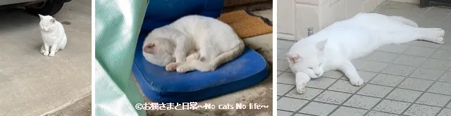 シロちゃんのくつろぐ姿