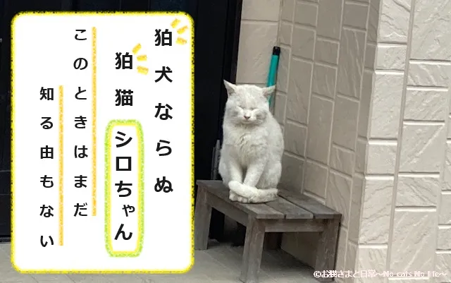 狛猫な白猫