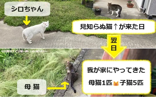 シロちゃんのなわばりに見知らぬ猫が来て、その翌日に母猫1匹と子猫5匹が来ました。