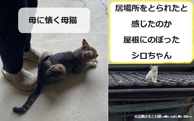 母に懐く母猫。屋根にのぼったシロちゃん。