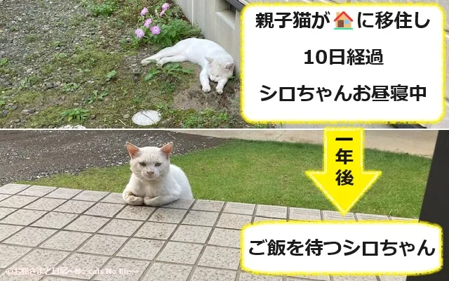 親子猫が家の中に移住し10日経過、シロちゃんはお昼寝中。その一年後、ご飯を待つシロちゃん。