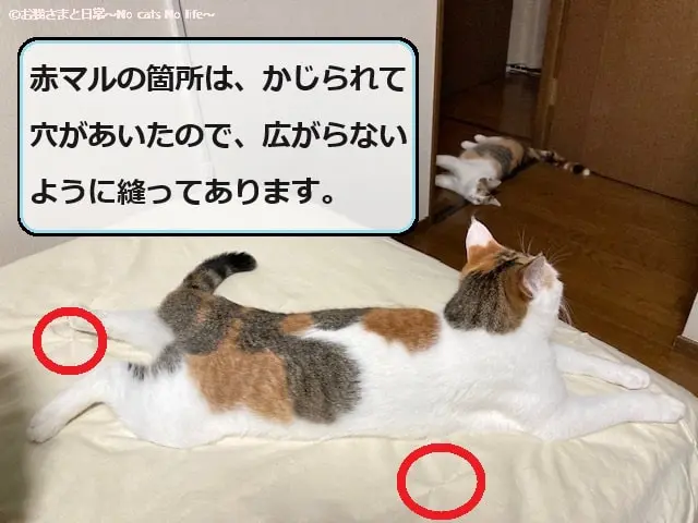 三毛猫姉妹とベッドシーツ（穴のあいたところは広がらないように縫ってあります）