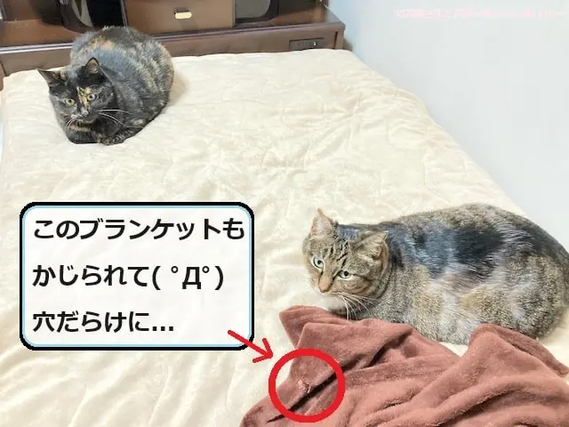 穴のあいたブランケットと親子猫