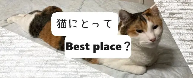 猫にとってBest place？