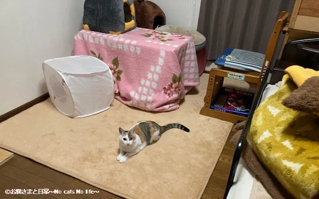 2022年のこたつ風ハウス完成写真