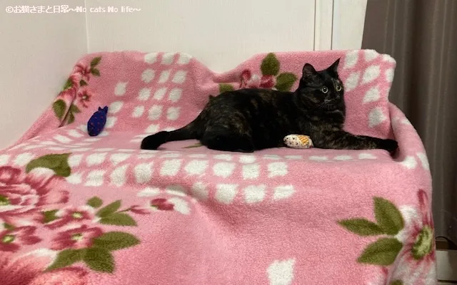 こたつ風ハウスの上に乗るサビ猫