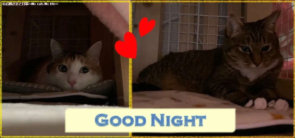 こたつ風ハウスの中に入る親子猫