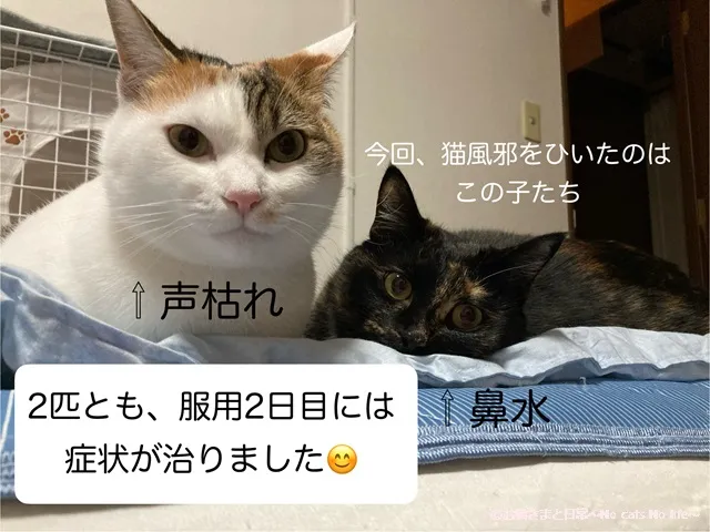 今回、猫風邪をひいたのはこの子たち。2匹とも、薬服用2日目には症状が治りました。