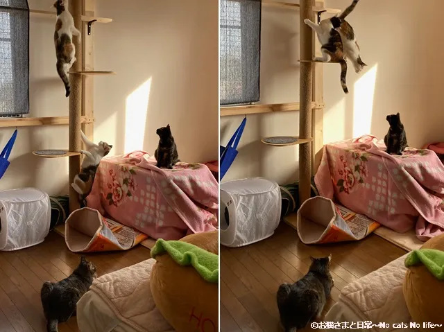 広い部屋に戻れて大はしゃぎ