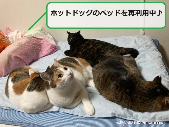 親子猫4匹でくつろいでいます