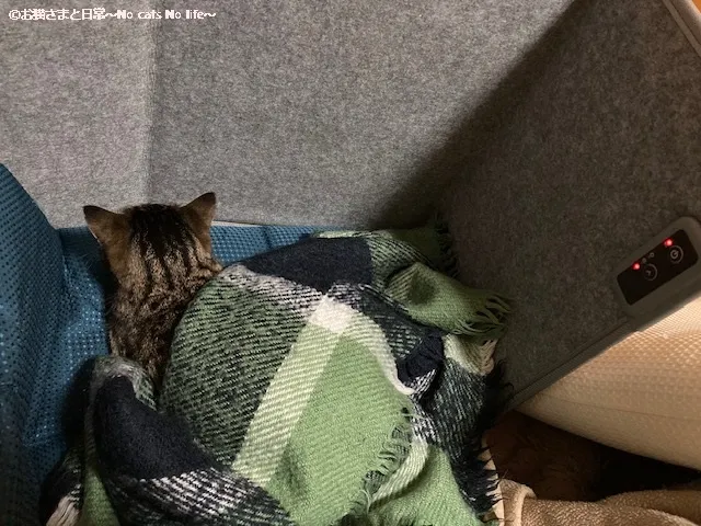 パネルヒーターであたたまる猫