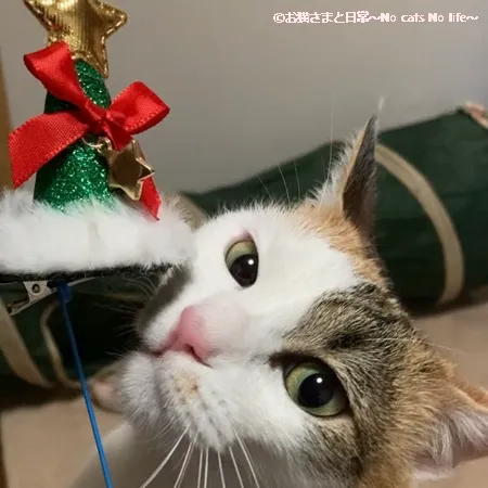 クリスマス帽で遊ぶ三毛猫