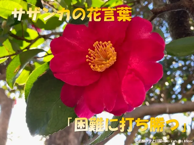 サザンカの花言葉「困難に打ち勝つ」