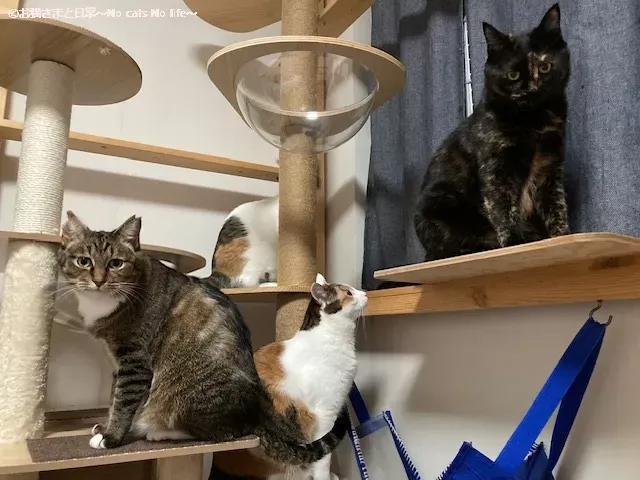 親子猫4匹の様子