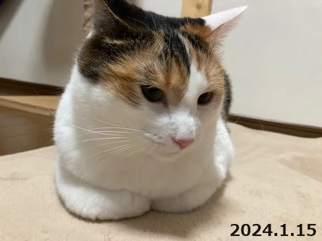 2024.1.15　この時は無傷です。