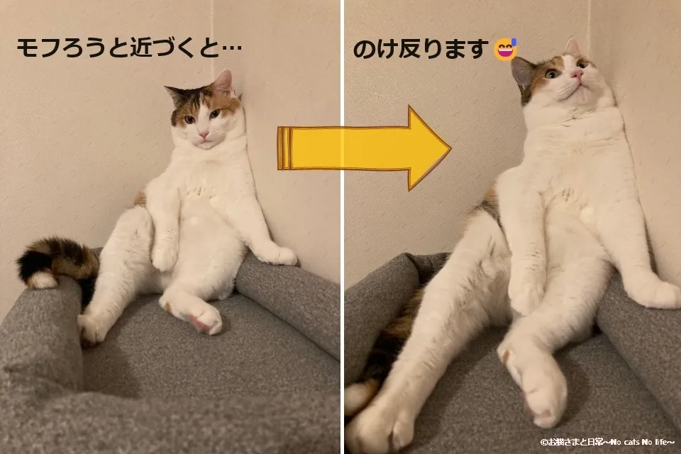 モフろうと近づくと、のけ反ります。
