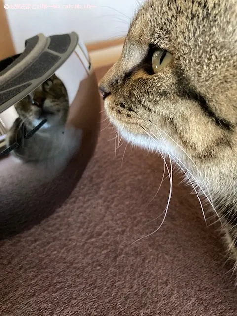 猫とのツーショット