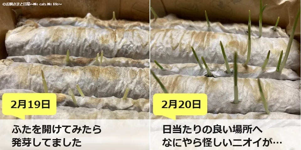 2月19日と2月20日の猫草の様子