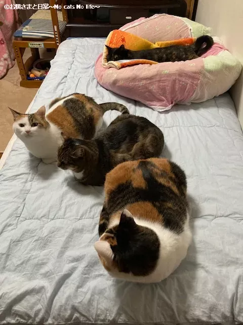 変わらずベッドの上でくつろぐ親子猫4匹