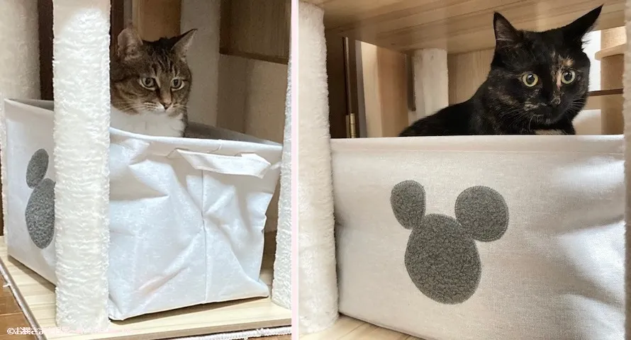 親子猫がそれぞれボックスに入ったのを確認