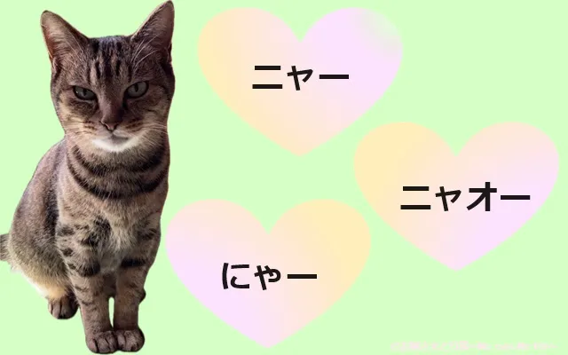愛猫が鳴いています