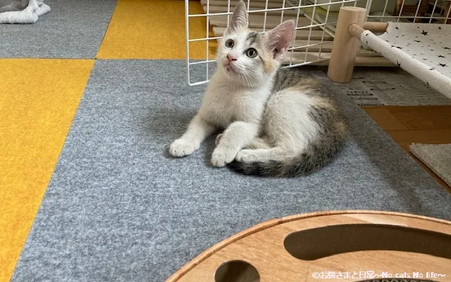 子猫時代