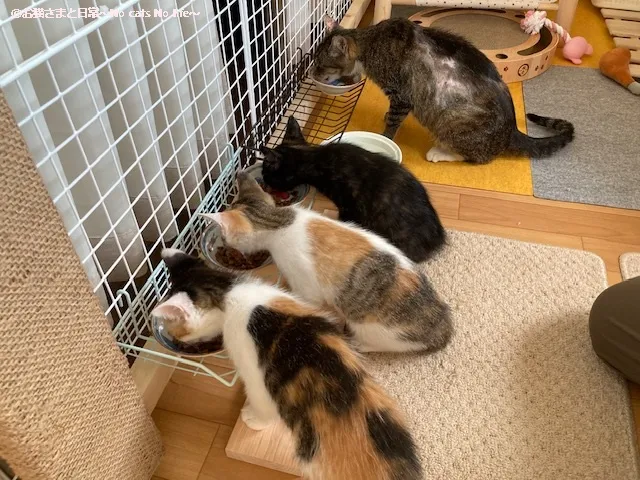 ごはん中の親子猫たち