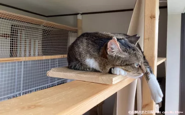 キジ白猫