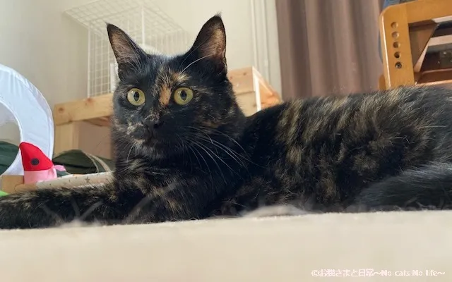 サビ猫