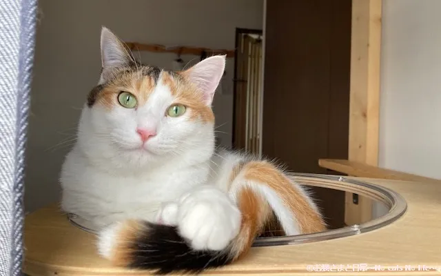 三毛猫