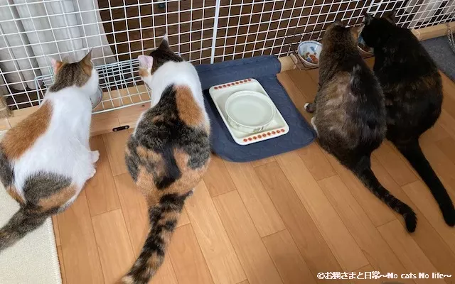 ごはん中の親子猫たち