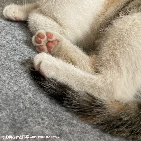 子猫の肉球