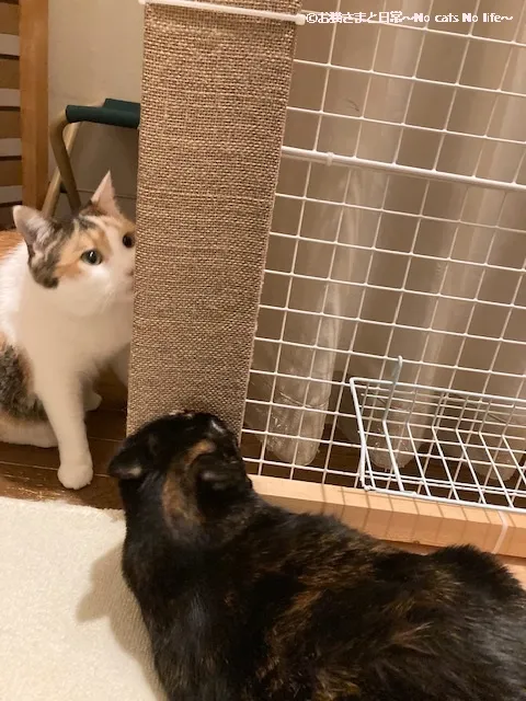 またたび付きの麻の爪とぎ