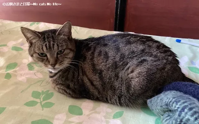 キジトラ猫