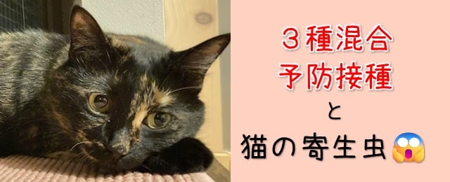 ３種混合予防接種と猫の寄生虫